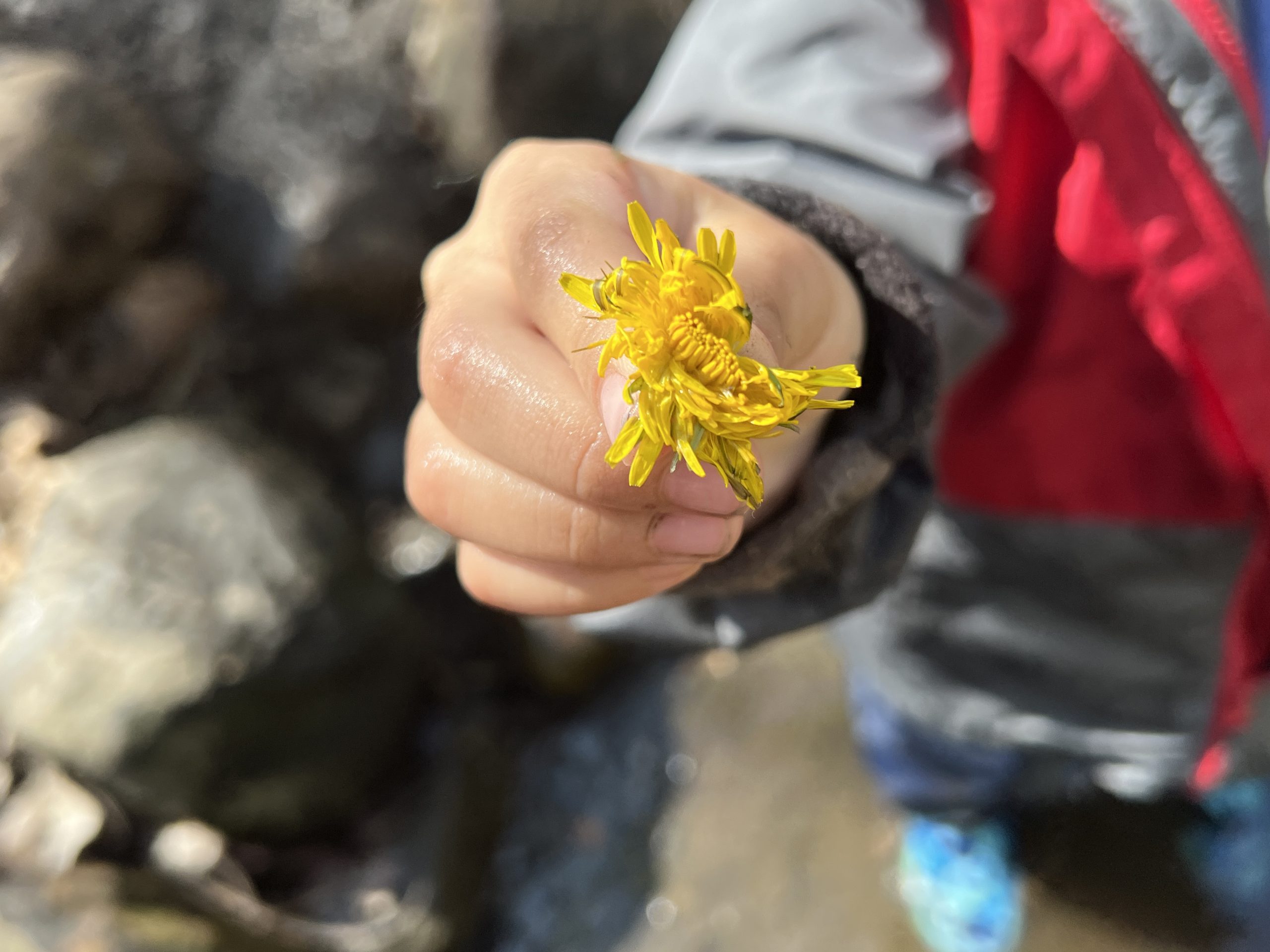 dandelions